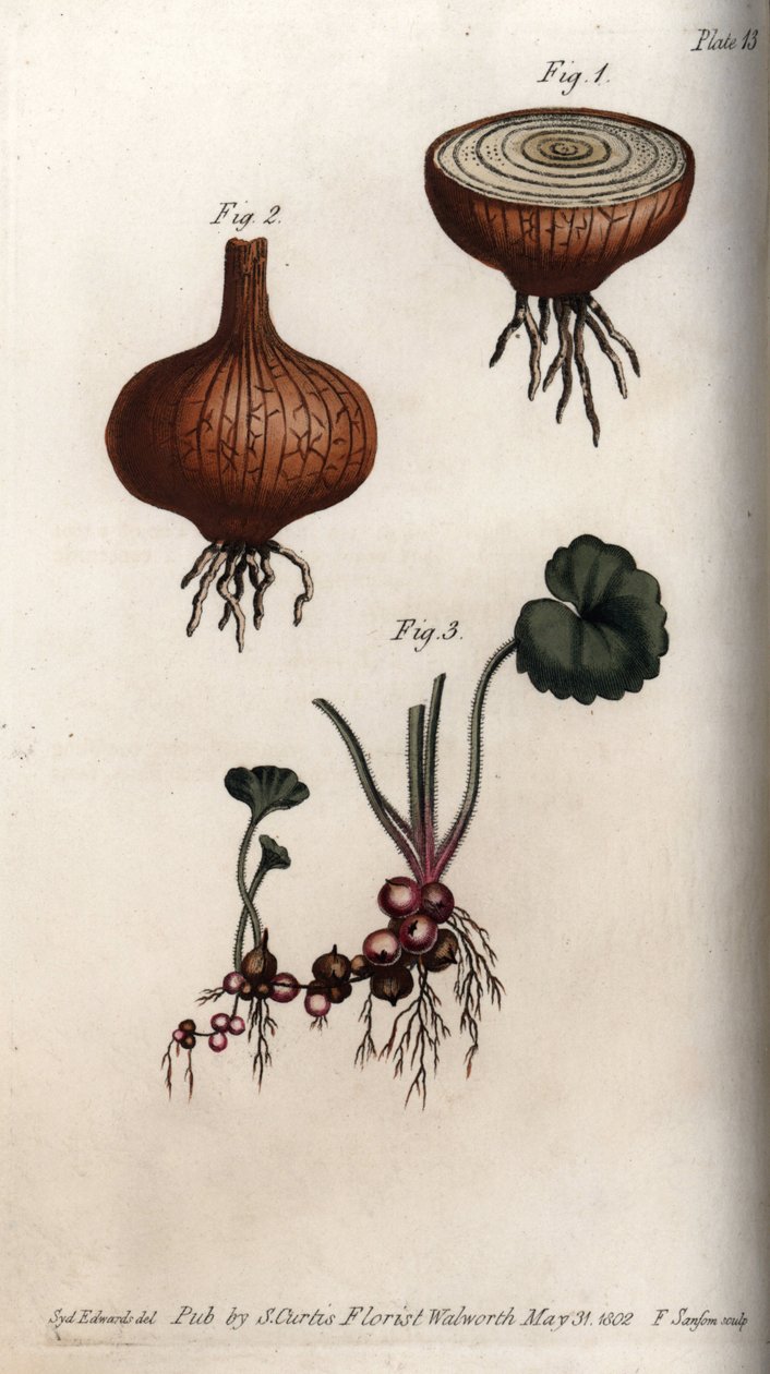 Roots and bulbs of onion and saxifrage, granulee or so-called bulbils. Coloured copper engraving, illustration by Sydenham Edwards (1768-1819) for Conferences of Botanical, Botanical Garden of Lambeth (England) بواسطة سيدنهام تيست إدواردز