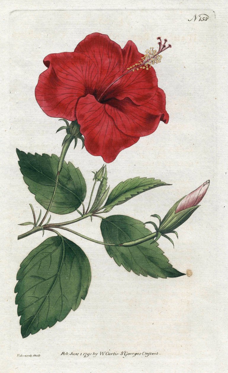 Rose de Chine - مطبوعات حجرية لسيدنهام إدواردز (1768-1819) ، لوحة من مجلة William Curtis النباتية (1746-1799) بواسطة سيدنهام تيست إدواردز
