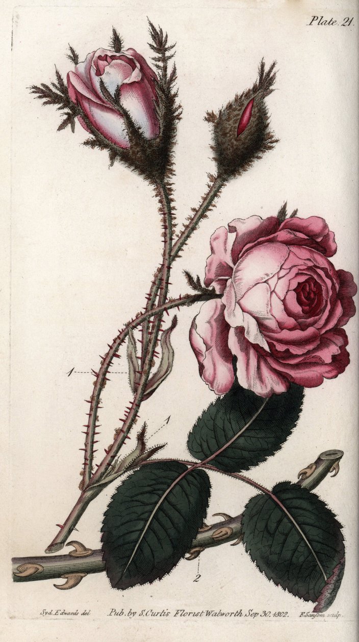 Rose, rose flower hundred leaves. Coloured copper engraving, illustration by Sydenham Edwards (1768-1819) for Conferences of Botanical, Botanical Garden of Lambeth (England) بواسطة سيدنهام تيست إدواردز