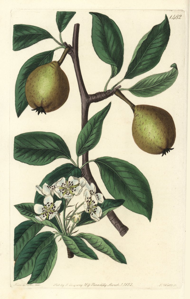 أوراق الميرمية الكمثرى - الكمثرى ذات الأوراق المريمية ، Pyrus salviifolia (Pyrus salvifolia). نقش على لوح نحاسي ملون يدويًا بواسطة S. Watts بعد رسم توضيحي لسارة دريك من سجل نباتات سيدنهام إدواردز ، ريدجواي ، لندن بواسطة سيدنهام تيست إدواردز