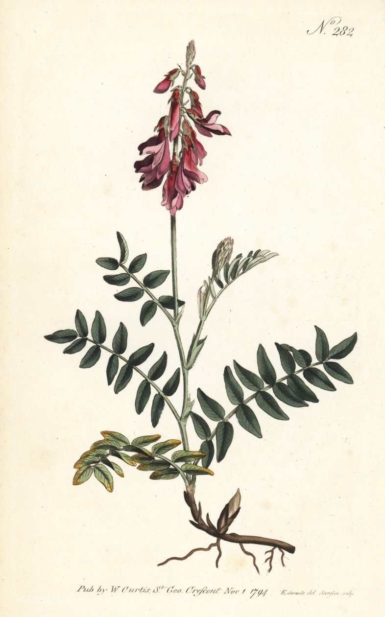 Sainfoin des Alpes - Alpine sainfoin, Hedysarum hedysaroides (Creeping rooted hedysarum obscurum) - Handcoloured copperplate engraving by Sansom after an illustration by Sydenham Edwards from William Curtis