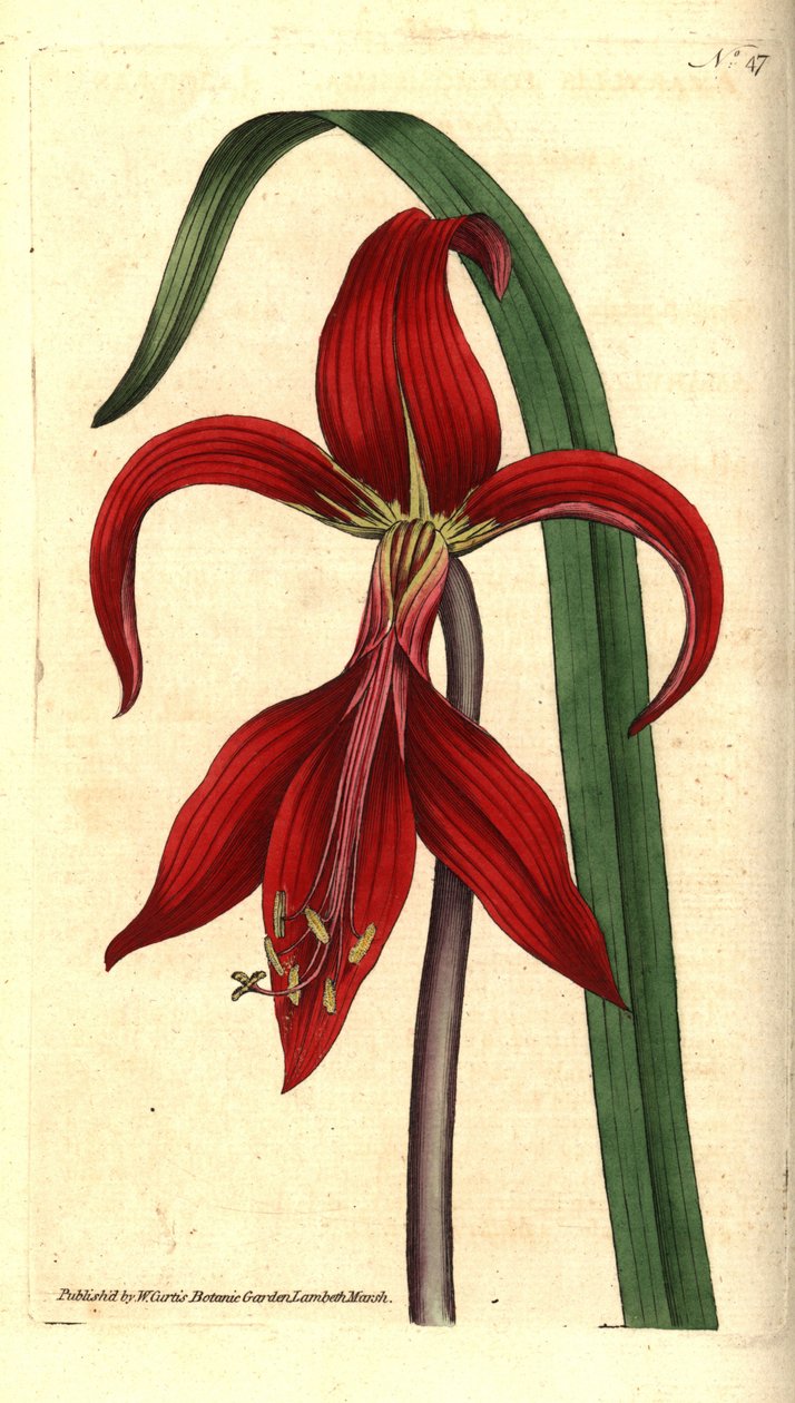 Saint James Lily - Jacobean lily or Aztec lily, Sprekelia formosissima (Jacobean amaryllis, Amaryllis formosissima). Handcolured copperplate engraving and botanical illustration by James Sowerby from William Curtis