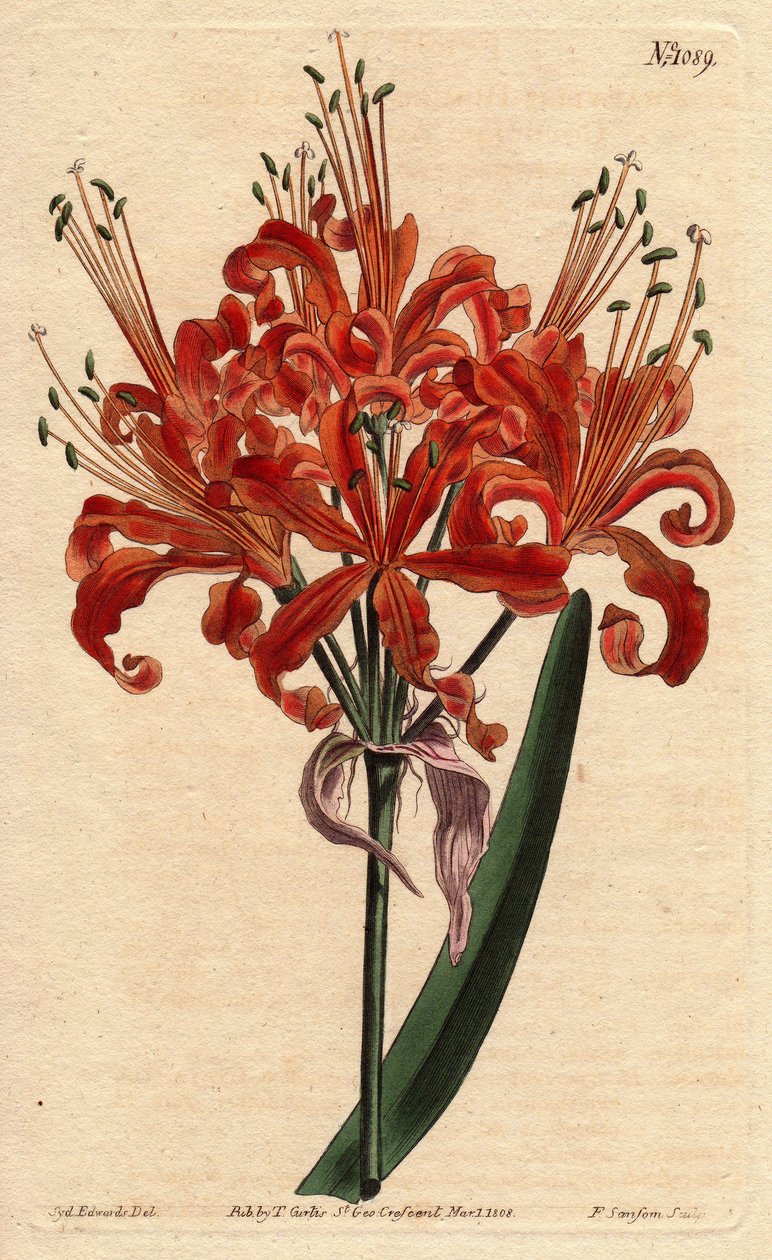 Salmon-coloured amaryllis, with curly orange flower, flowering from a single foot. Salmon coloured amaryllis, with curly orange flowers blossoming from a single stem. Amaryllis humiliates. Handcolored copperplate engraving from a botanical illustration by  بواسطة سيدنهام تيست إدواردز