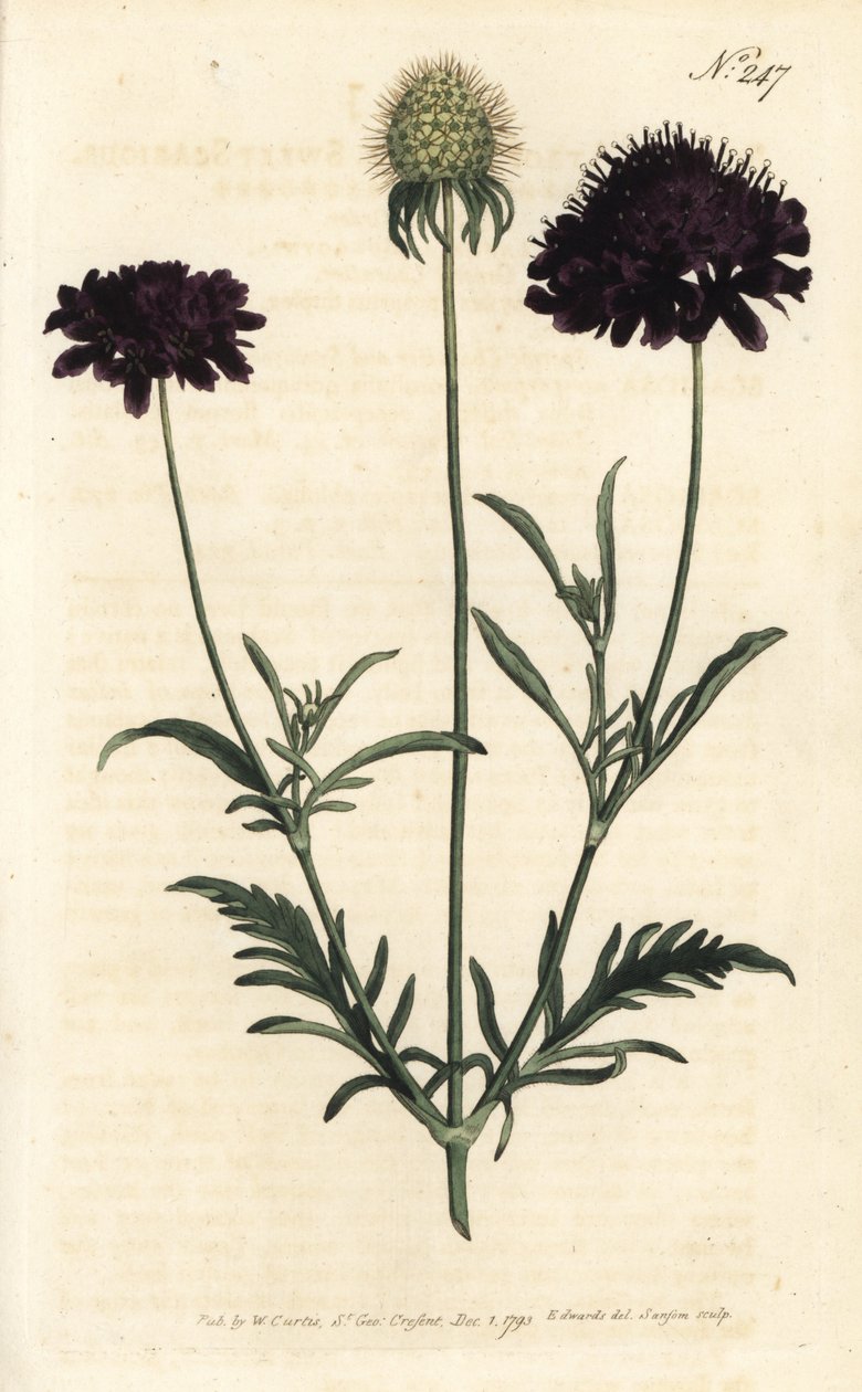 Scabieuse of gardens - Sweet scabious, Scabiosa atropurpurea. Handcoloured copperplate engraving by Sansom after an illustration by Sydenham Edwards rom William Curtis