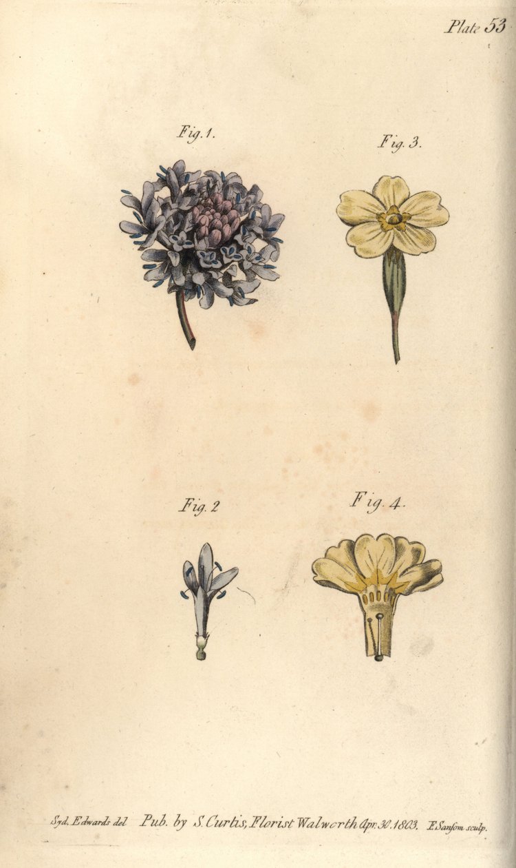 زهرة Scabious ، Scabiosa atropurpurea ، Tetrandria بواسطة سيدنهام تيست إدواردز