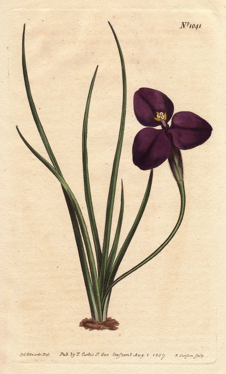 Silky patersonia with dark purple flower. Named after Colonel Paterson, who studied Australian flora. Silky patersonia with dark purple flower. A native of Australia. Named for Colonel Paterson, the assistant governor of New South Wales. Patersonia sericea بواسطة سيدنهام تيست إدواردز