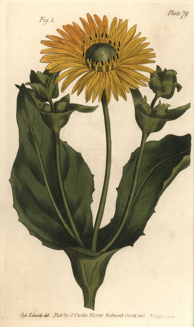 Silphium or rosinweed, Silphium asteriscus, Polygamia nessaria. Handcoloured copperplate engraving by F. Sansom of a botanical illustration by Sydenham Edwards for William Curtis