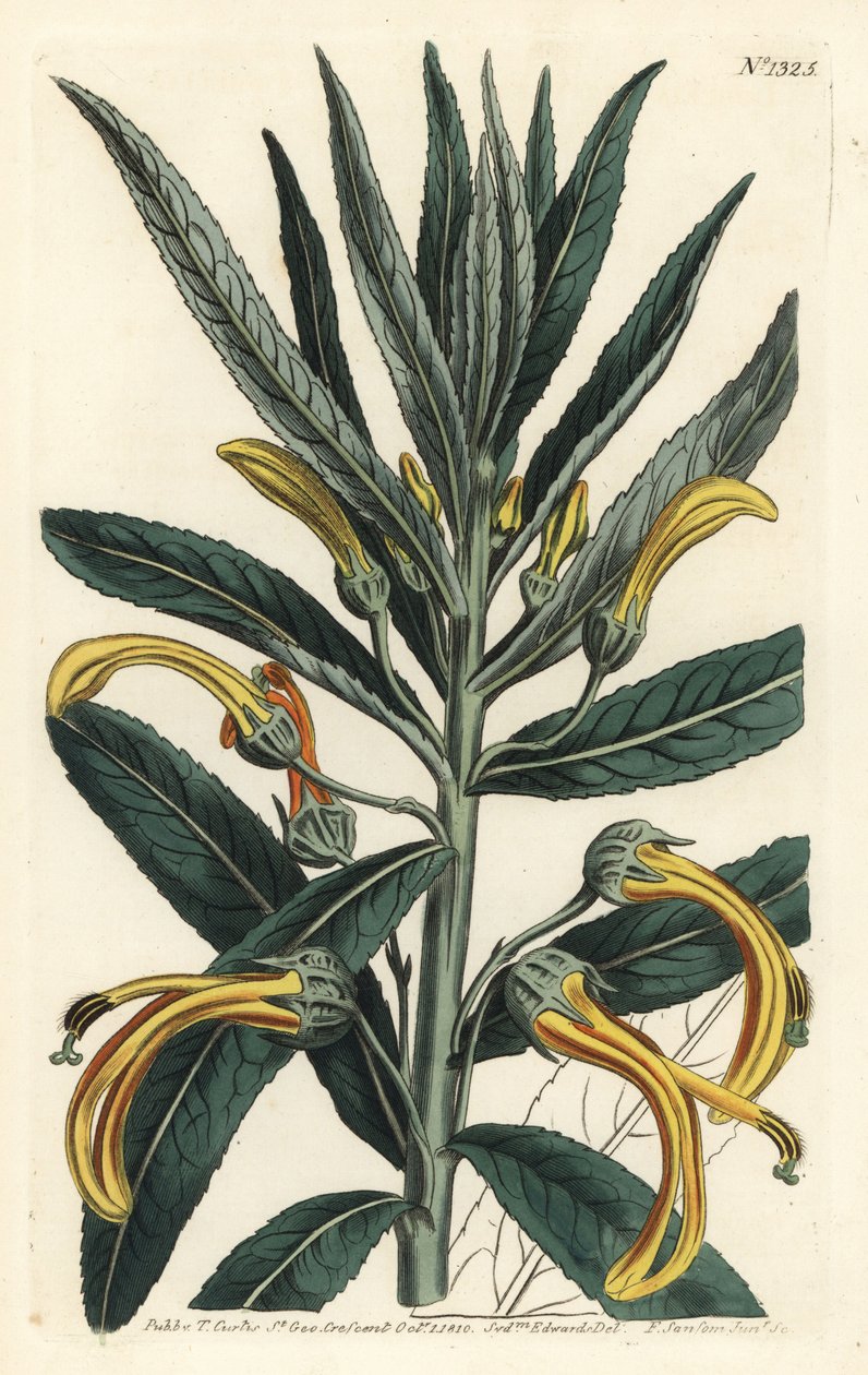 Siphocampylus giganteus, endangered (Gigantic lobelia, Lobelia gigantea). Handcoloured copperplate engraving by F. Sansom Jr. after an illustration by Sydenham Edwards from William Curtis