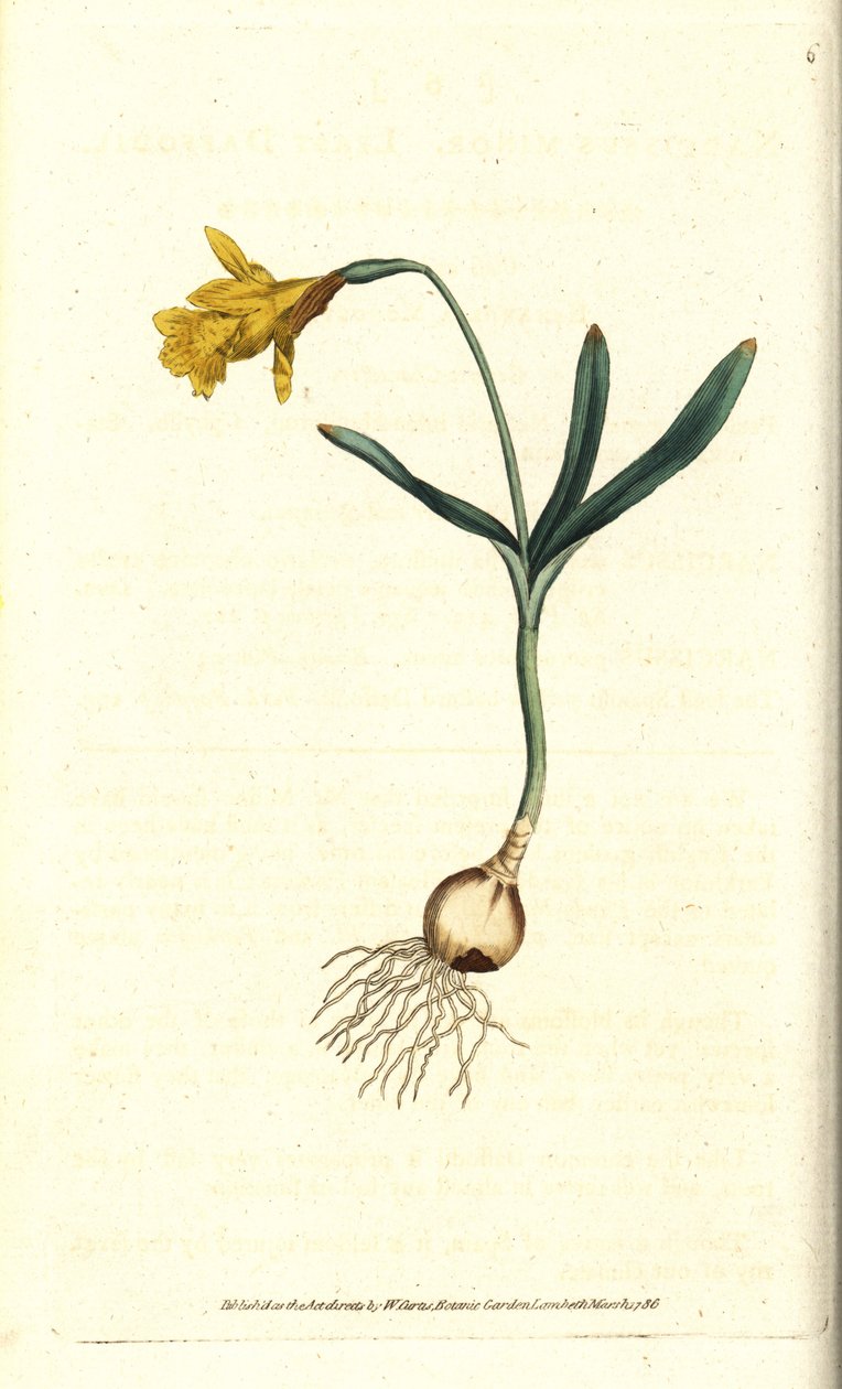 Small narcissus - Least daffodil, Narcissus pseudonarcissus subsp. minor (Narcissus minor). Handcolured copperplate engraving after a botanical illustration by James Sowerby from William Curtis