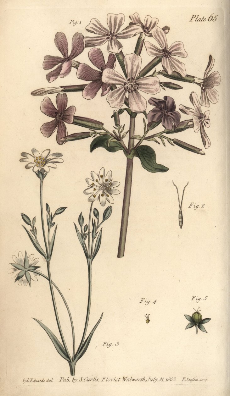 Soapwort ، Saponaria officinalis ، Digynia بواسطة سيدنهام تيست إدواردز