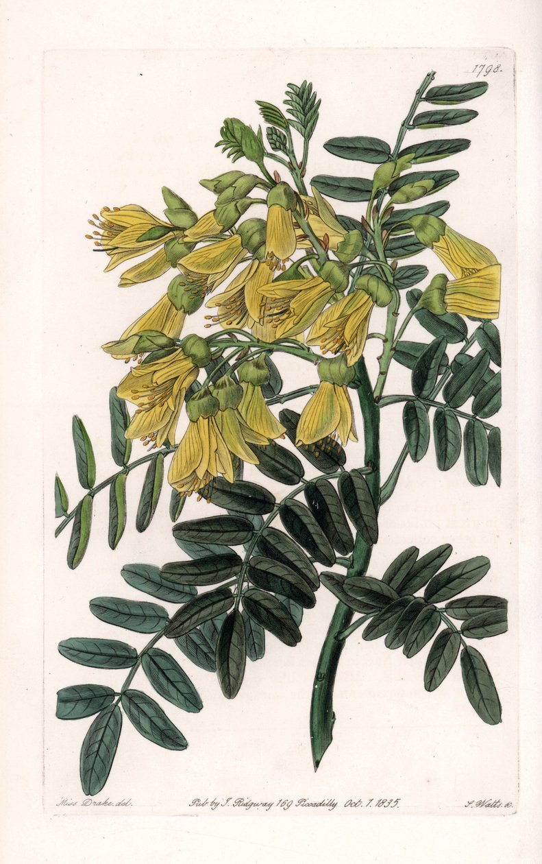 sophora variete أمريكا الجنوبية - نقش بواسطة S. Watts ، من رسم توضيحي لسارة Anne Drake (1803-1857) ، من السجل النباتي لسيدنهام إدواردز (1768-1819) ، إنجلترا بواسطة سيدنهام تيست إدواردز