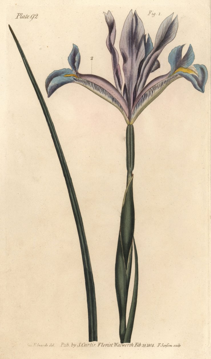 القزحية الاسبانية ، Iris Xiphium. نقش على لوح نحاسي ملون يدويًا من قبل ف. بواسطة سيدنهام تيست إدواردز