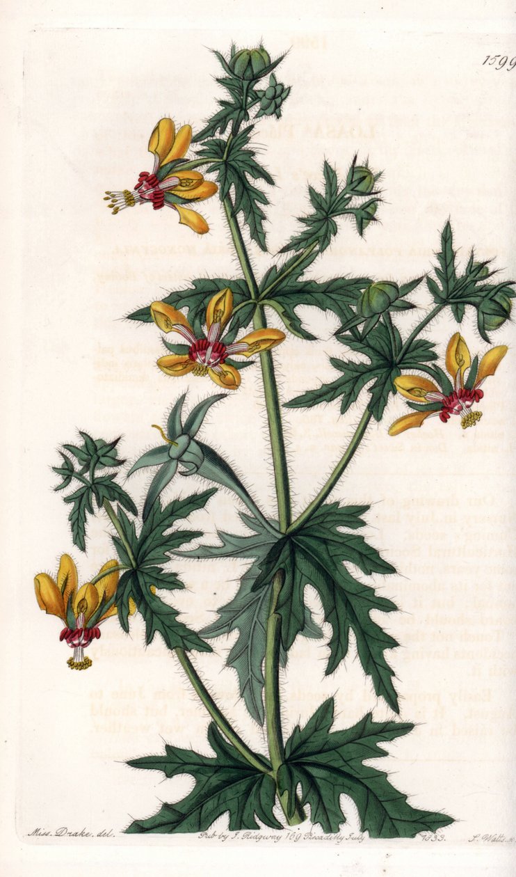 الخشخاش الحار - صفيحة محفورة بواسطة S. Watts ، من رسم توضيحي لسارة آن دريك (1803-1857) ، من السجل النباتي لسيدنهام إدواردز (1768-1819) ، إنجلترا بواسطة سيدنهام تيست إدواردز