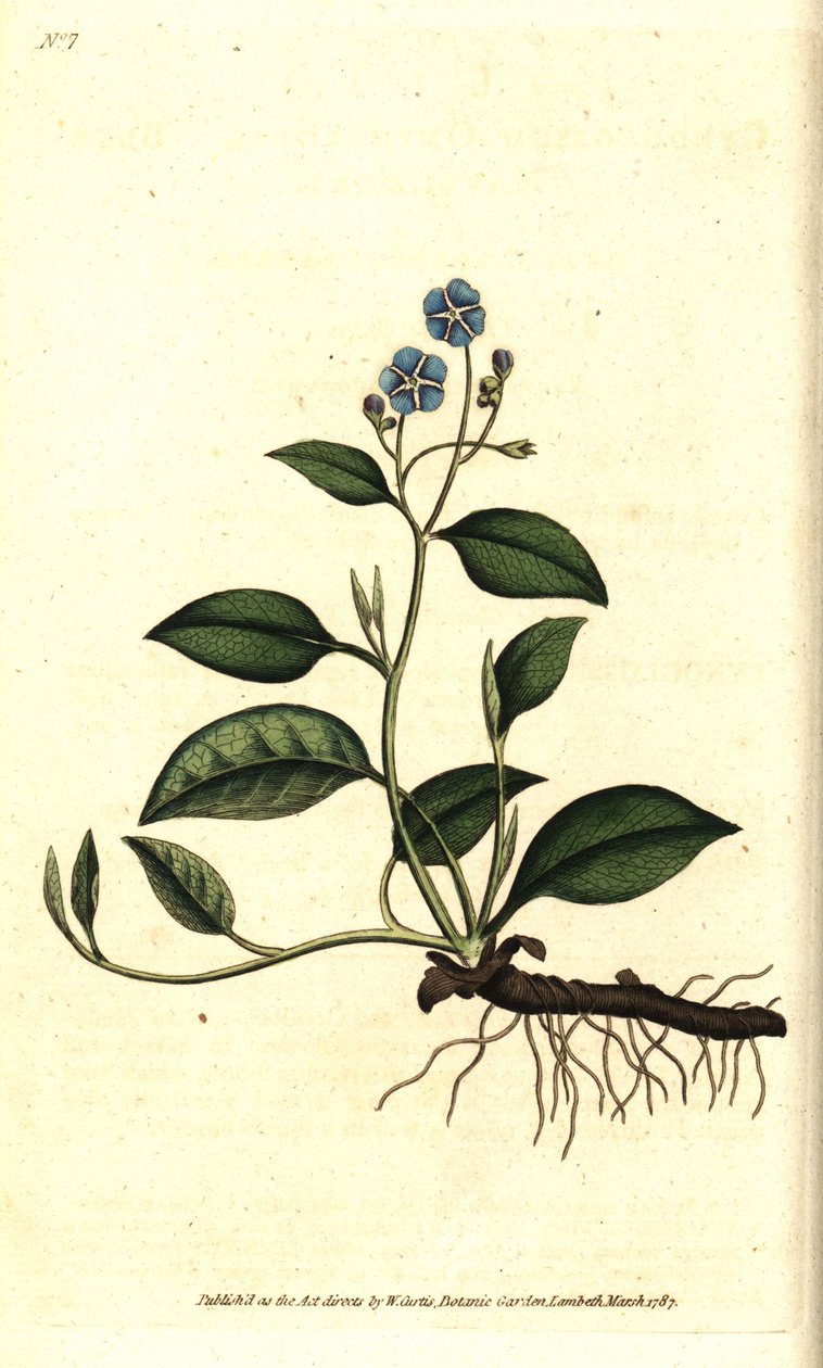 Spring Omphalodes or Printaniere Little Borage - Creeping navelwort, Omphalodes verna (blue navelwort, Cynoglossum omphalodes). Handcolured copperplate engraving after a botanical illustration by James Sowerby from William Curtis