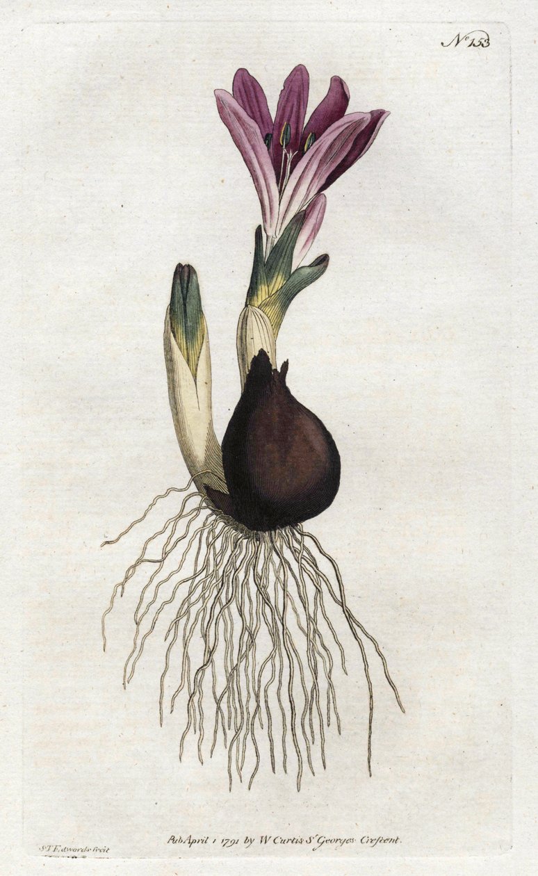 سبرينغ بولبوكود أو كامبانيت - طباعة حجرية لسيدنهام إدواردز (1768-1819) ، من مجلة ويليام كيرتس النباتية (1746-1799) بواسطة سيدنهام تيست إدواردز