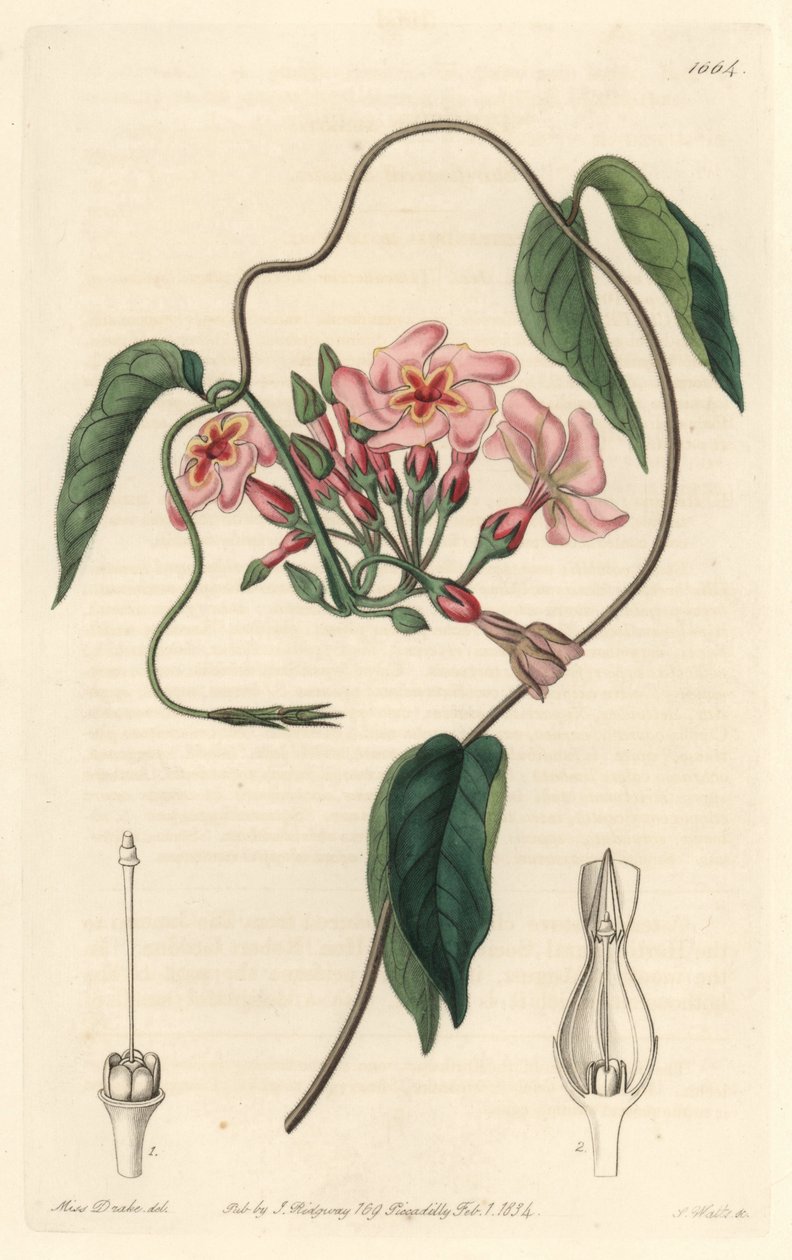 الصدى النجمي ، موطنه البرازيل - موطن الماء بواسطة S. Watts من رسم توضيحي لسارة آن دريك (1803-1857) ، من السجل النباتي بواسطة سيدنهام تيست إدواردز