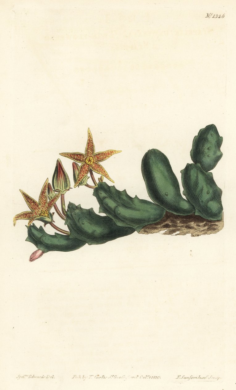 Stisseria geminata (ستابيليا ذات أزهار ، Stapelia geminata). نقش على لوح نحاسي ملون يدويًا بواسطة F. Sansom Jr. بعد رسم توضيحي لسيدنهام إدواردز من مجلة William Curtis النباتية ، T. Curtis ، لندن بواسطة سيدنهام تيست إدواردز