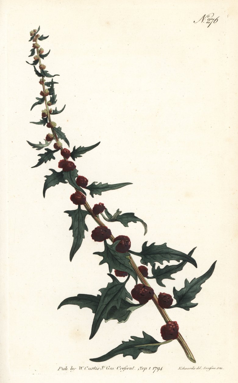 غزل الفراولة في الرغيف الفرنسي - قدم الأوز الورقية ، ورقية Chenopodium (الفراولة blite ، Blitum virgatum). نقش على لوح نحاسي ملون يدويًا بواسطة Sansom بعد رسم توضيحي لسيدنهام إدواردز من مجلة William Curtis النباتية ، لندن بواسطة سيدنهام تيست إدواردز
