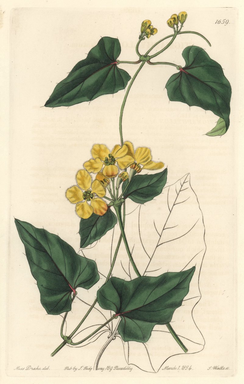 Stygmaphyllon ، موطنه أمريكا الجنوبية - مياه قوية بواسطة S. Watts من رسم توضيحي لسارة آن دريك (1803-1857) ، من السجل النباتي بواسطة سيدنهام تيست إدواردز