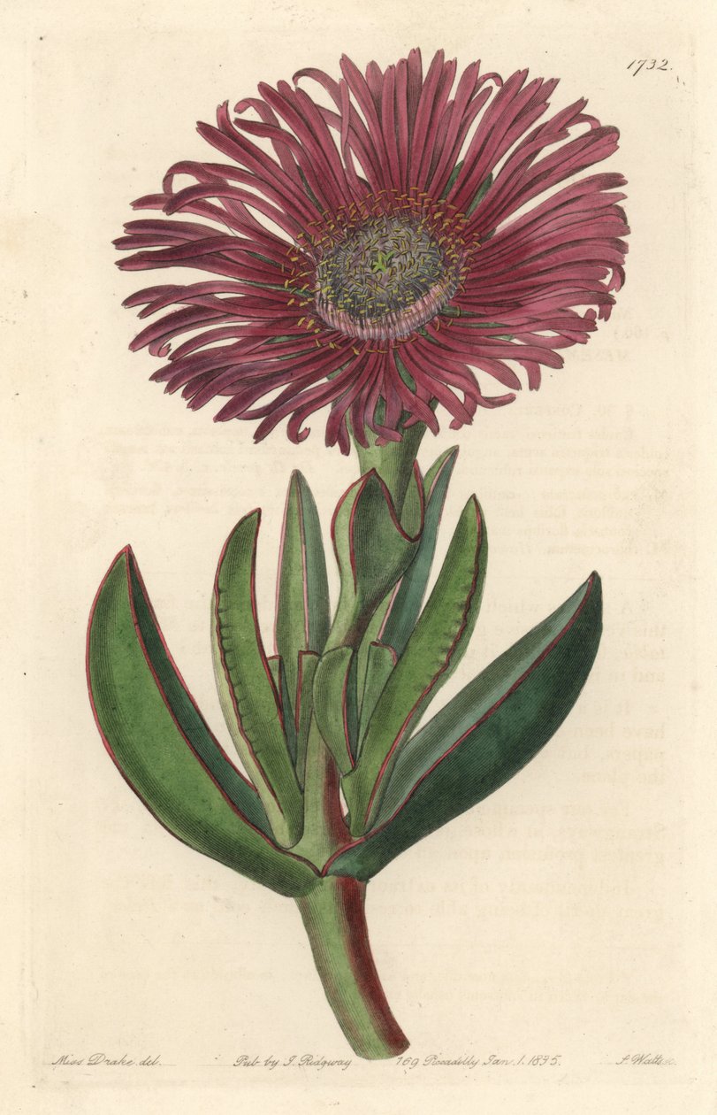 نبات عصاري Carpobrotus ، موطنه جنوب إفريقيا - مياه قوية بقلم S. Watts من رسم توضيحي لسارة آن دريك (1803-1857) ، من السجل النباتي بواسطة سيدنهام تيست إدواردز