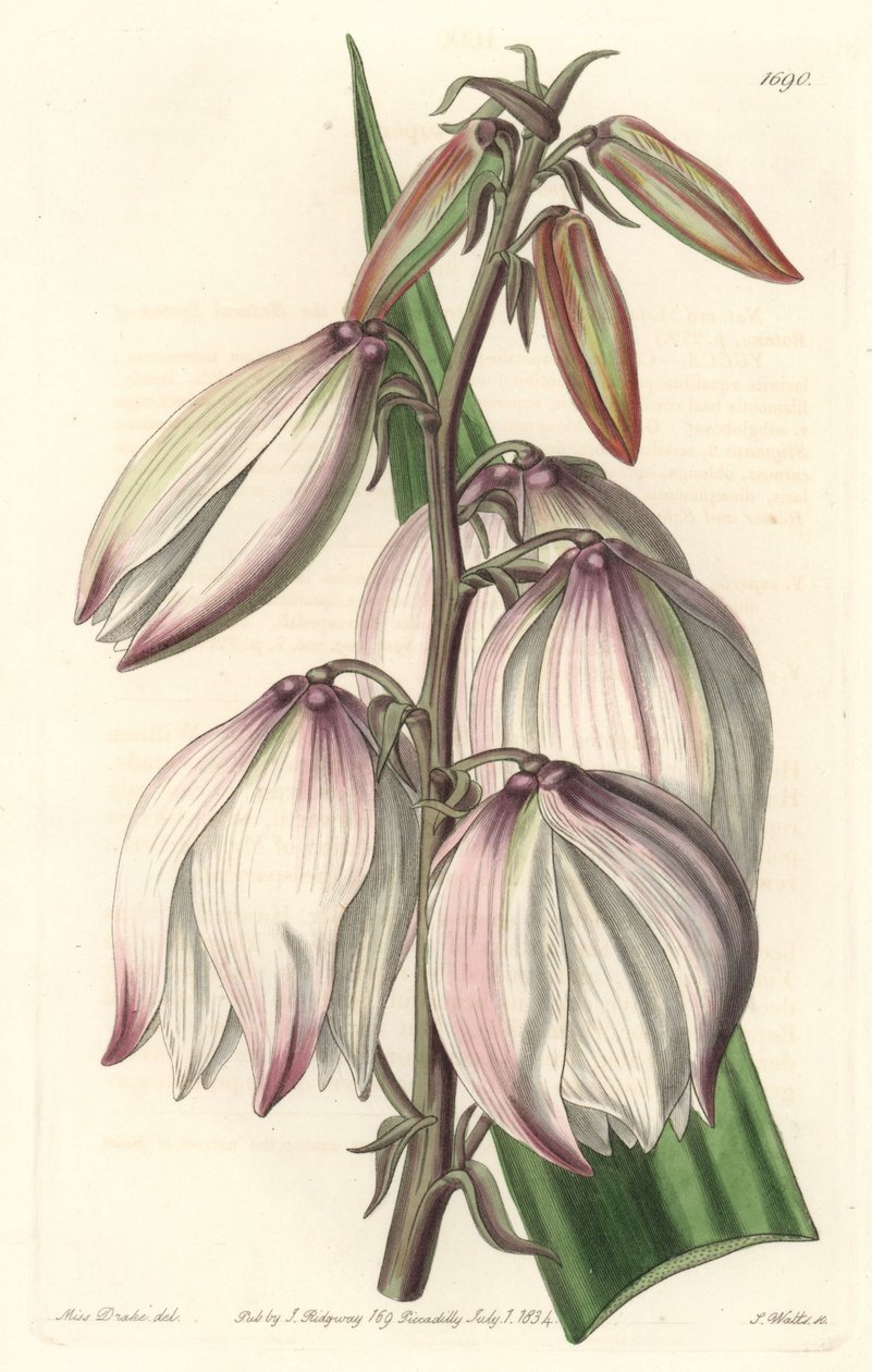Superb Yucca - Water forte by S. Watts from an illustration by Sarah Anne Drake (1803-1857), from the Botanical Register بواسطة سيدنهام تيست إدواردز