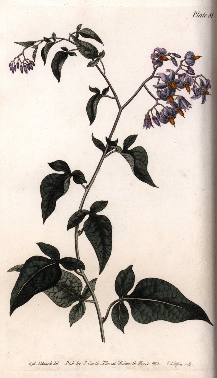 Sweet bitter or bitter sweet nightshade. Coloured copper engraving, illustration by Sydenham Edwards (1768-1819) for Conferences of Botanical, Botanical Garden of Lambeth (England) بواسطة سيدنهام تيست إدواردز