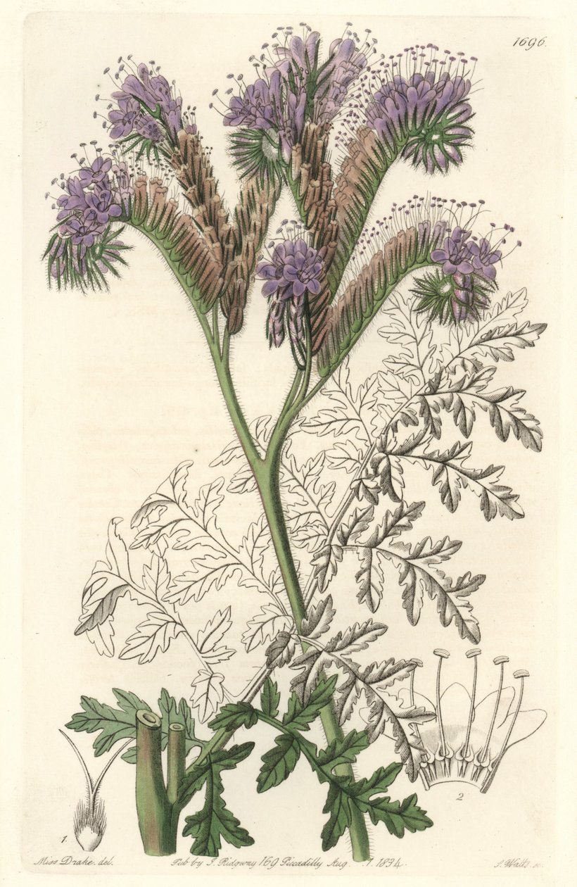 نبات حشيشة الدود phacelia ، موطنه كاليفورنيا - موطن الماء بواسطة S. Watts من رسم توضيحي لسارة آن دريك (1803-1857) ، من السجل النباتي بواسطة سيدنهام تيست إدواردز