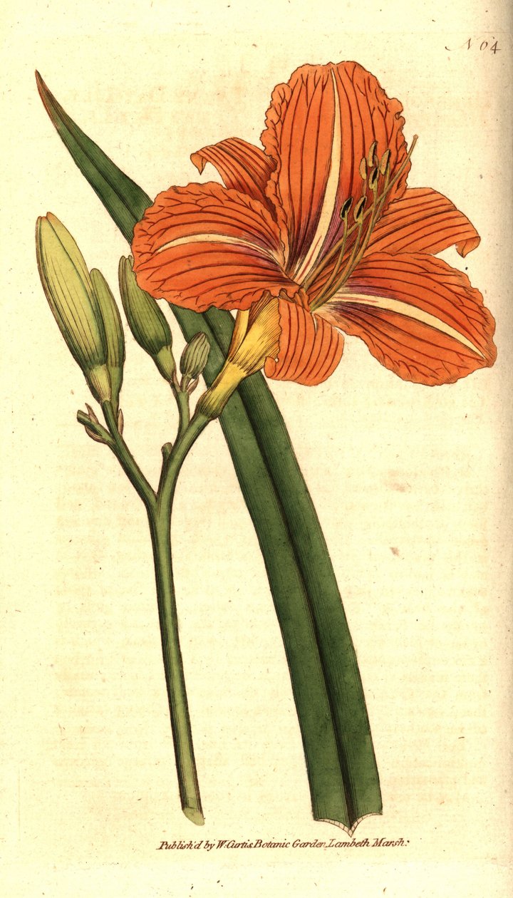 أسمر زنبق النهار ، Hemerocallis fulva. نقش على صفيحة نحاسية ملونة يدويًا بعد رسم توضيحي نباتي من مجلة ويليام كيرتس النباتية ، لامبث مارش ، لندن بواسطة سيدنهام تيست إدواردز