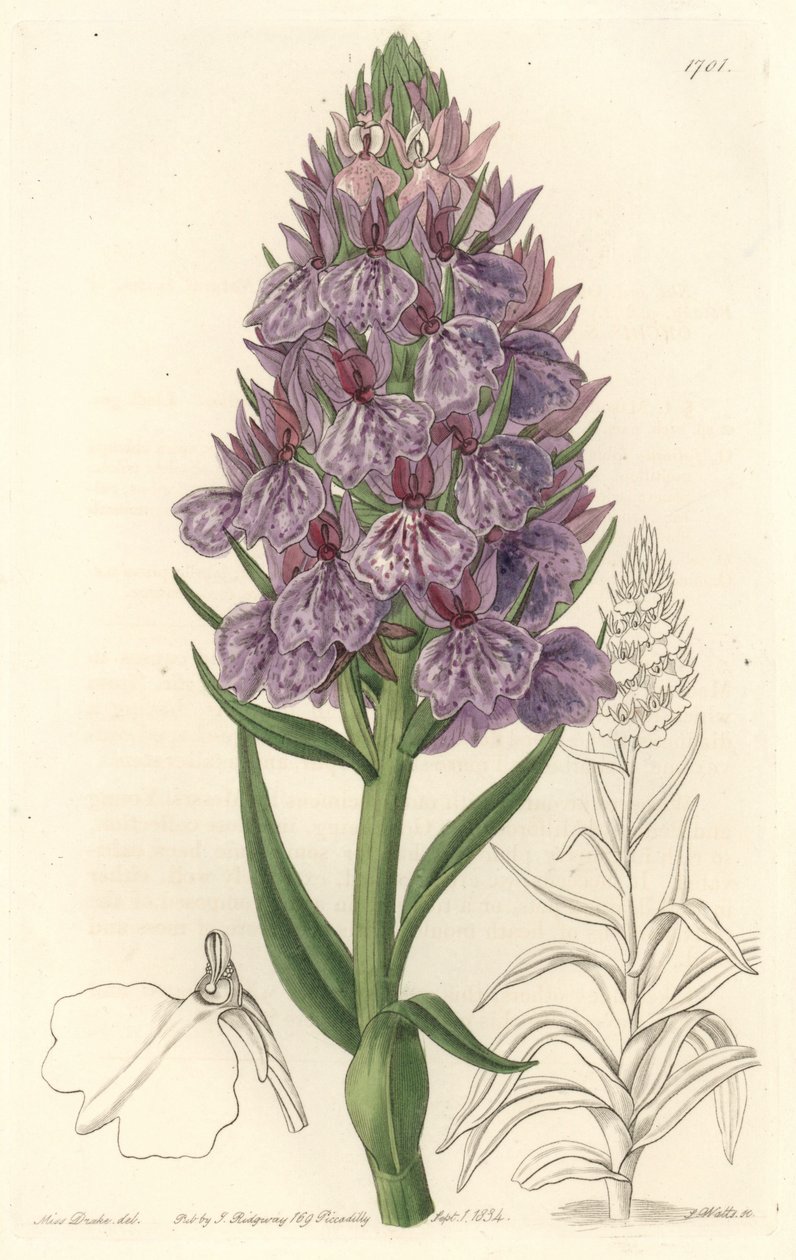 Terrestrial orchid, endemic to the island of Madeire - Water forte by S. Watts from an illustration by Sarah Anne Drake (1803-1857), from the Botanical Register بواسطة سيدنهام تيست إدواردز