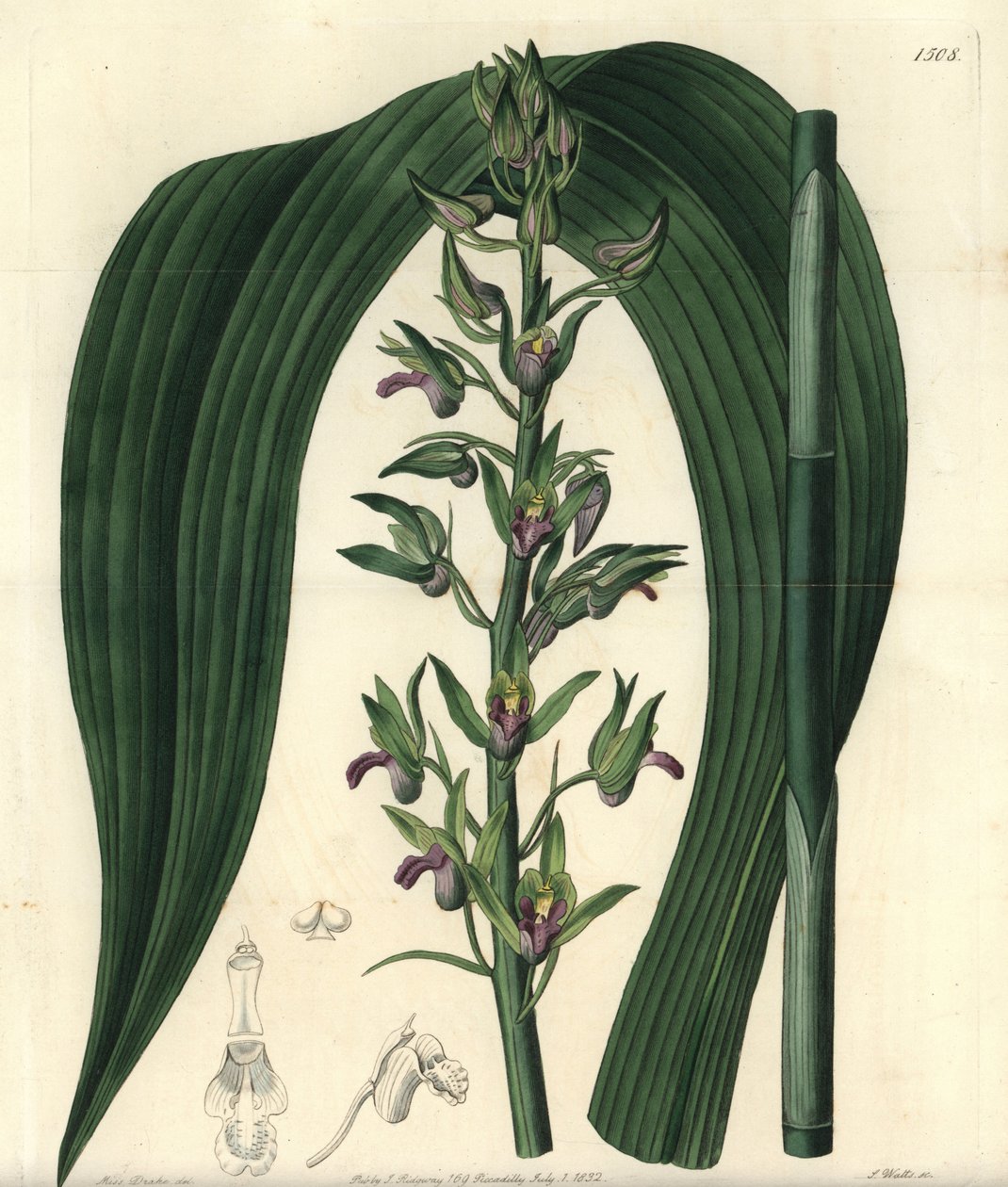 Terrestrial orchid variete - Wild coco orchid, Eulophia alta (Woodford