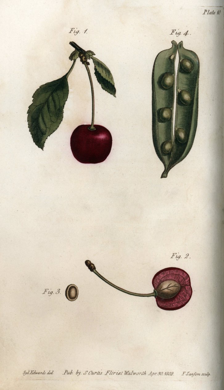 The pea pericarp (leguminous) and section of the fruit of cherry (or wild cherry or birds). Coloured copper engraving, illustration by Sydenham Edwards (1768-1819) for Conferences of Botanical, Botanical Garden of Lambeth (England) بواسطة سيدنهام تيست إدواردز