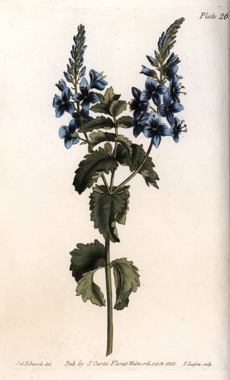 The veronica little oak or false germandree. Coloured copper engraving, illustration by Sydenham Edwards (1768-1819) for Conferences of Botanical, Botanical Garden of Lambeth (England) بواسطة سيدنهام تيست إدواردز