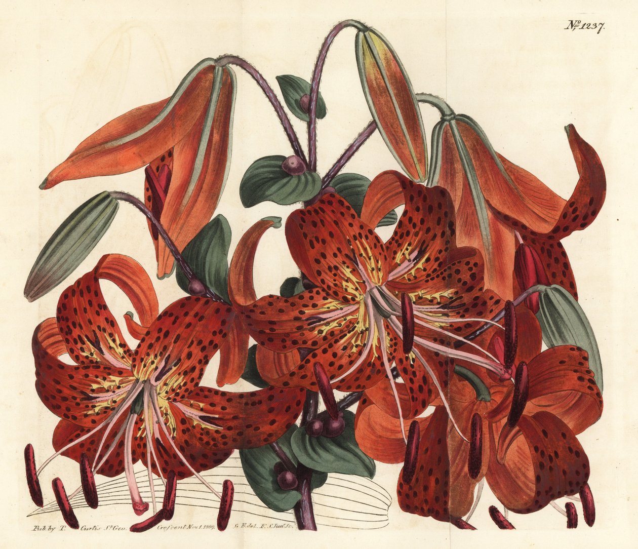 زنبق النمر - زنبق النمر ، Lilium lancifolium (الزنبق الصيني المرقط Tyger ، Lilium tigrinum). نقش على لوح نحاسي ملون يدويًا بواسطة F. Sansom Jr. بعد رسم توضيحي لسيدنهام إدواردز من مجلة William Curtis النباتية ، T. Curtis ، لندن بواسطة سيدنهام تيست إدواردز