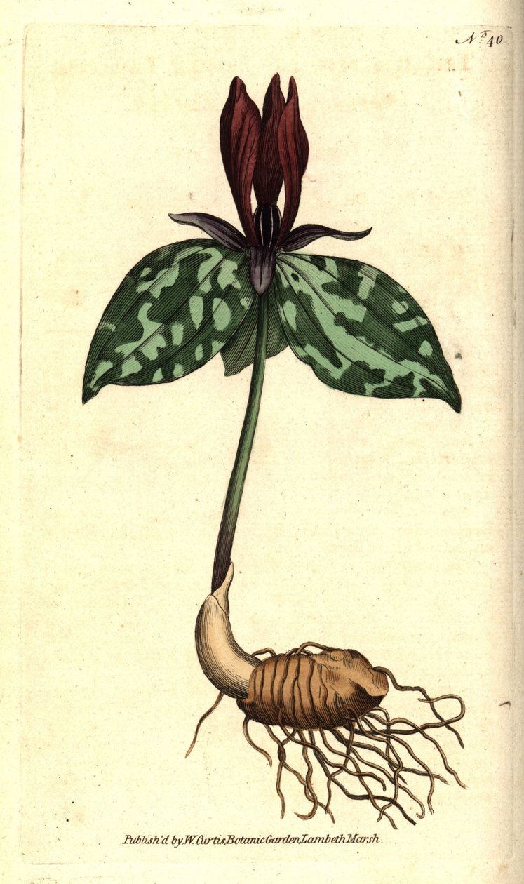 Toadshade أو تريليوم لاطئ ، Trillium sessile. نقش على لوح نحاسي ملون يدويًا بعد رسم توضيحي نباتي بقلم جيمس سويربي من مجلة ويليام كيرتس النباتية ، لامبيث مارش ، لندن بواسطة سيدنهام تيست إدواردز
