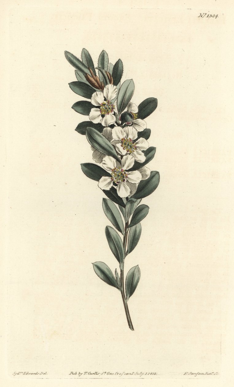 شجرة الآس أو الآس الأسترالي - شجرة الشاي الساحلية ، Leptospermum laevigatum (Smooth Fabricia ، Fabricia laevigata). نقش على لوح نحاسي ملون يدويًا بواسطة F. Sansom Jr. بعد رسم توضيحي لسيدنهام إدواردز من مجلة William Curtis النباتية ، T. Cur بواسطة سيدنهام تيست إدواردز