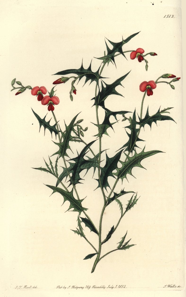 Triangular chorozema, Chorozema triangulare. Handcoloured copperplate engraving by S. Watts after an illustration by J.T. Hart from Sydenham Edwards