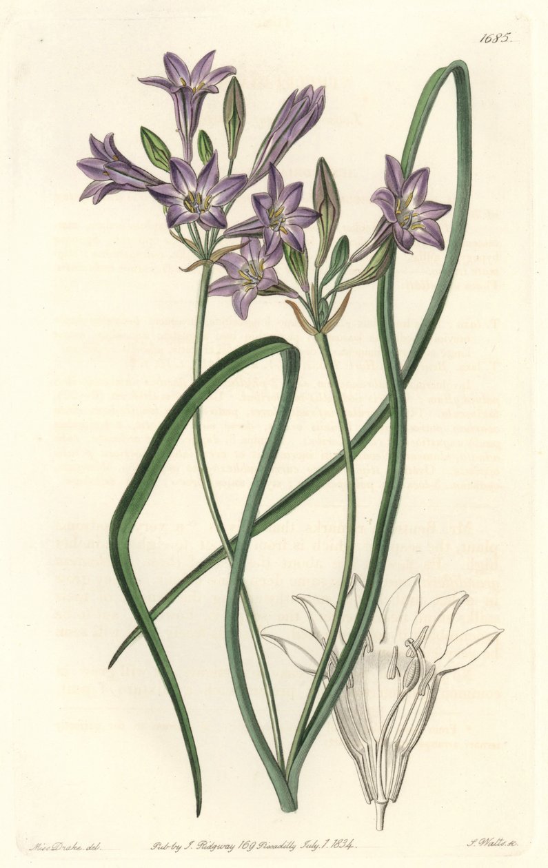 Triteleia ou brodiacea lache - Water forte by S. Watts from an illustration by Sarah Anne Drake (1803-1857), from the Botanical Register بواسطة سيدنهام تيست إدواردز