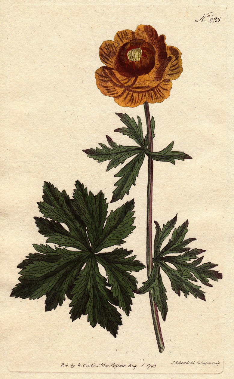 Troll or Asian gold ball with dark yellow flower, native to Siberia and Cappadocia. Asian globe flower with deep yellow flower. A native of Siberia and Cappadocia. Trollius asiaticus. Handcolored copperplate engraving from a botanical illustration by Syden بواسطة سيدنهام تيست إدواردز