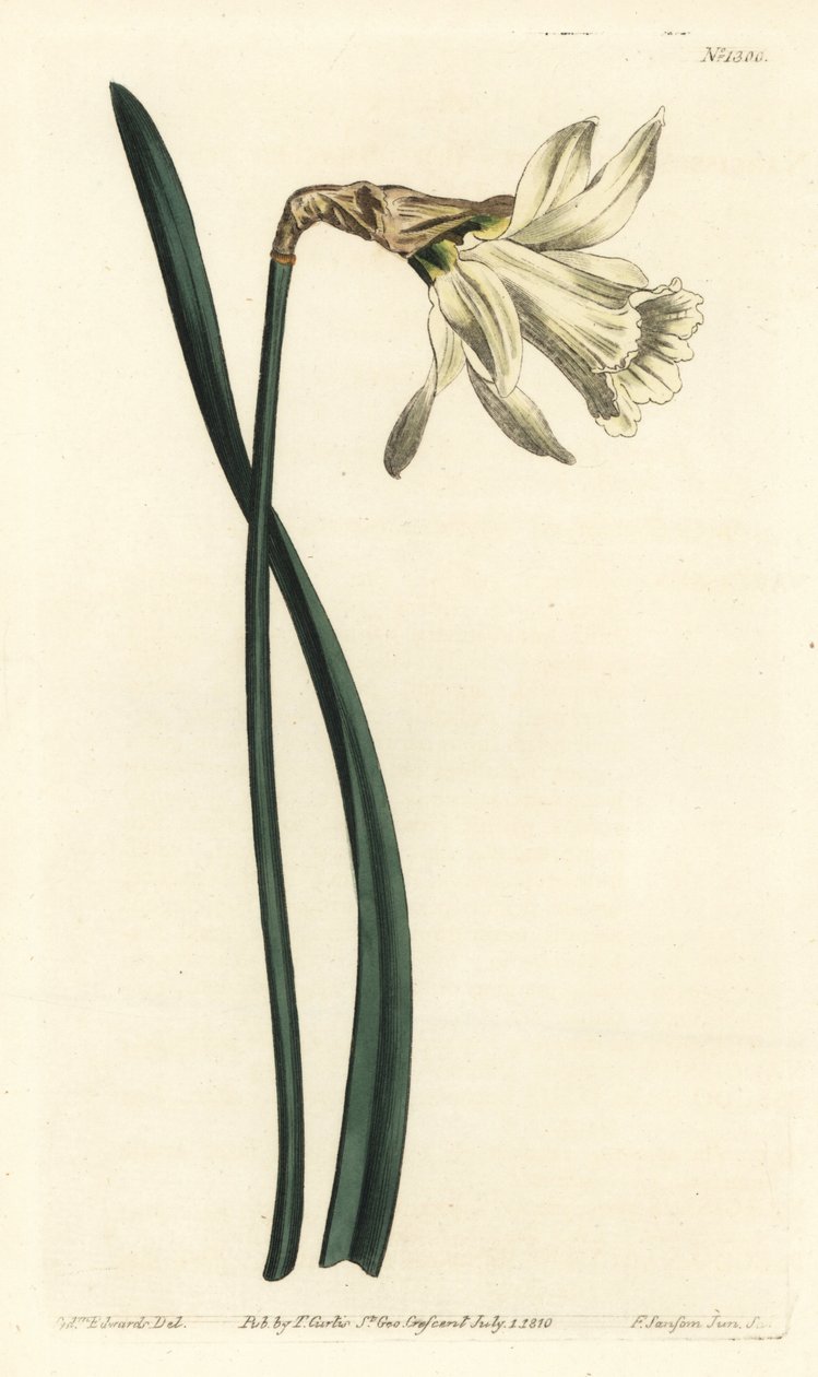 البوق النرجس - أصغر نرجس إسباني أبيض ، Narcissus pseudonarcissus subsp. Moschatus (نرجس موشاتوس). نقش على لوح نحاسي ملون يدويًا بواسطة F. Sansom Jr. بعد رسم توضيحي لسيدنهام إدواردز من مجلة William Curtis النباتية ، T. بواسطة سيدنهام تيست إدواردز