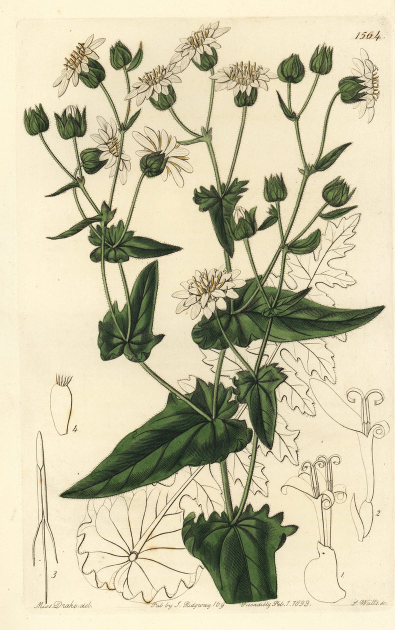 Turnip-leaved musk-succory, Moscharia pinnatifida. Handcoloured copperplate engraving by S. Watts after an illustration by Miss Sarah Drake from Sydenham Edwards