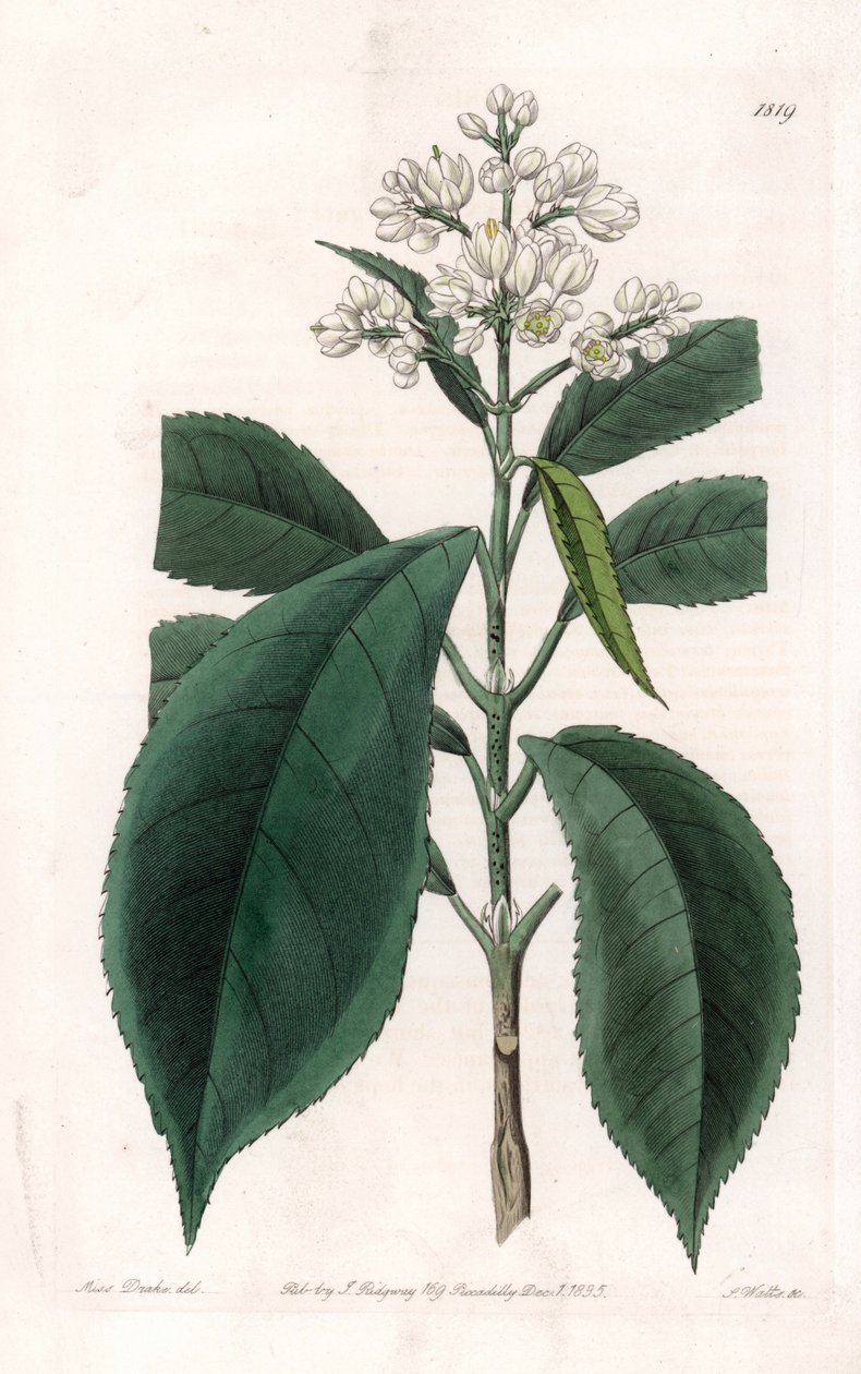 Turpinia Variete - لوحة محفورة بواسطة S. Watts ، من رسم توضيحي لسارة Anne Drake (1803-1857) ، من السجل النباتي لسيدنهام إدواردز (1768-1819) ، إنجلترا بواسطة سيدنهام تيست إدواردز