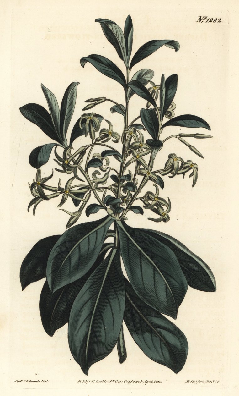 Twin-flowered daphne, Daphne pontica. Handcoloured copperplate engraving by F. Sansom Jr. after an illustration by Sydenham Edwards from William Curtis