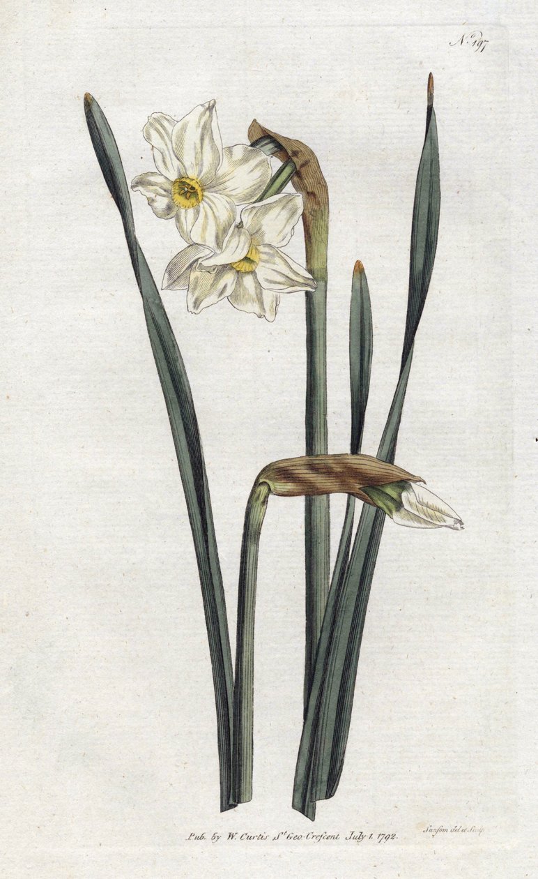 Two-flowered Narcissus - Lithography by Sydenham Edwards (1768-1819), plate from William Curtis