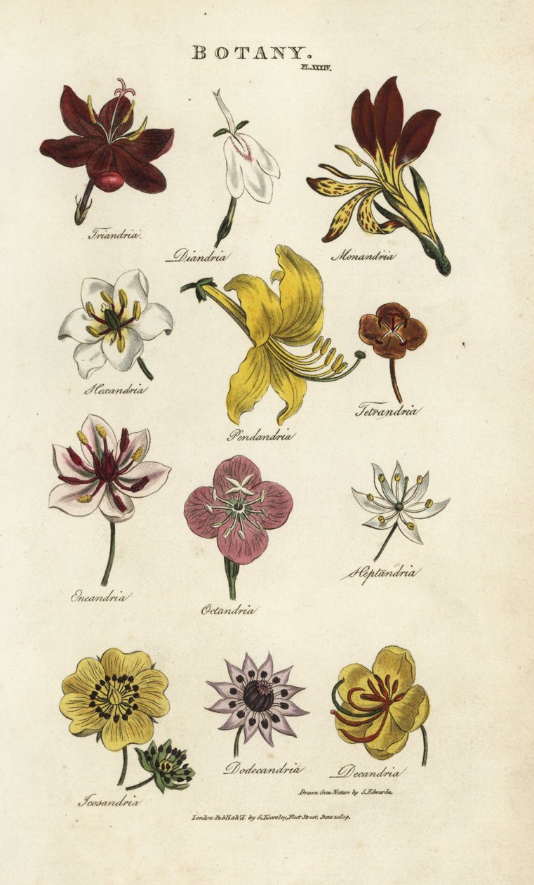 Types of flowers: Triandria, Diandria, Haskatria, Pendandria, Tetrandria, etc. Handcoloured copperplate engraving after Sydenham Edwards from John Mason Good