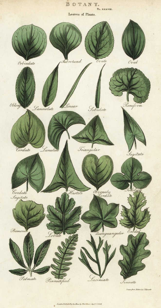 Types of leaves of plants. Handcoloured copperplate engraving after Sydenham Edwards from John Mason Good