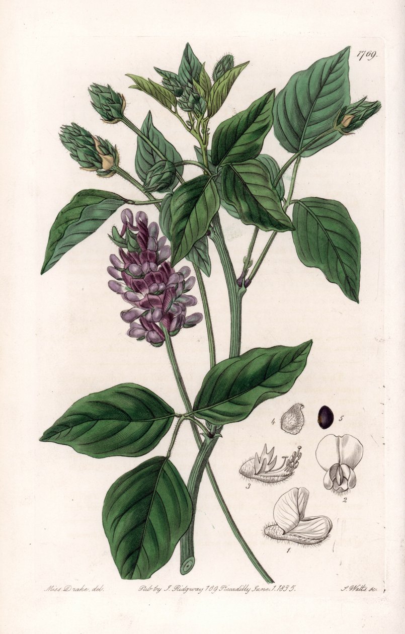 Variete de Psoralea - لوحة محفورة بواسطة S. Watts ، من رسم توضيحي لسارة Anne Drake (1803-1857) ، من السجل النباتي لسيدنهام إدواردز (1768-1819) ، إنجلترا بواسطة سيدنهام تيست إدواردز