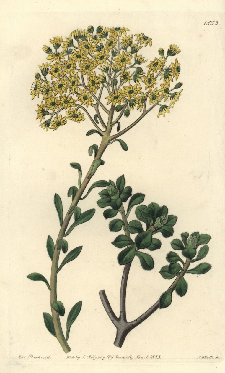 Variete de joubarb - Villous houseleek, Sempervivum villosum. Handcoloured copperplate engraving by S. Watts after an illustration by Miss Sarah Drake from Sydenham Edwards