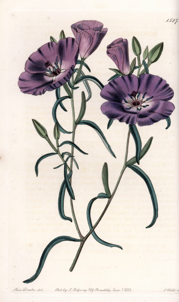 Variete of Clarkia, native of South America Engraved by S.Watts, from an illustration by Sarah Anne Drake (1803-1857), from the Botanical Register of Sydenham Edwards (1768-1819), England بواسطة سيدنهام تيست إدواردز