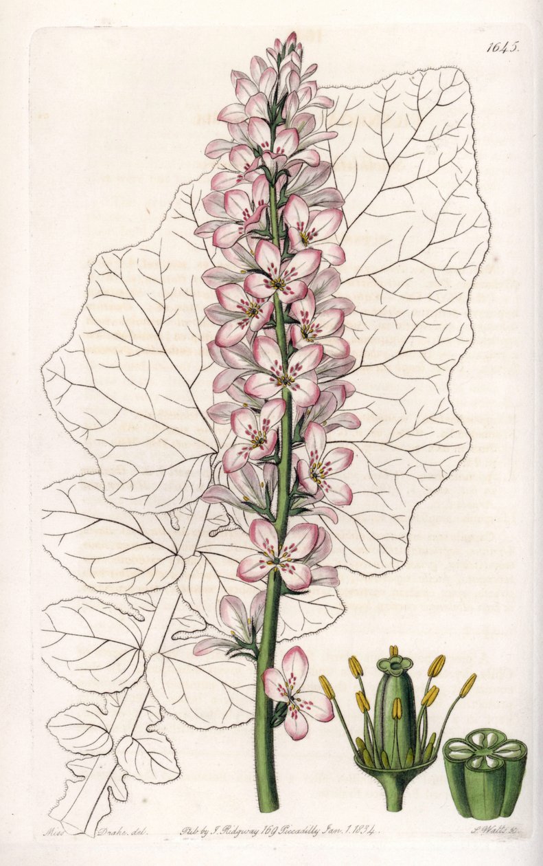 Variete of Francoa مع Dairy Leaves ، مستوطنة في تشيلي - نقشها S.Watts ، من رسم توضيحي لسارة آن دريك (1803-1857) ، من السجل النباتي لسيدنهام إدواردز (1768-1819) ، إنجلترا بواسطة سيدنهام تيست إدواردز