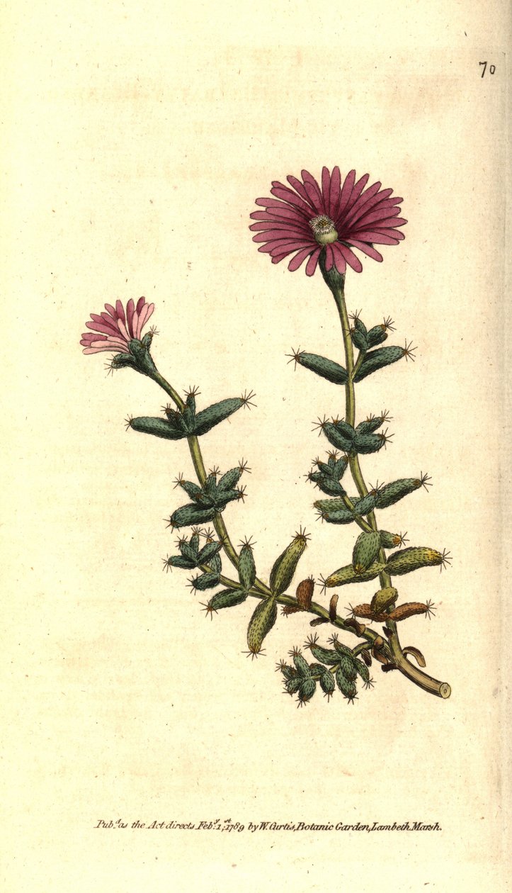 مجموعة متنوعة من ficoid - القطيفة الملتحية ، Mesembryanthemum barbarum. نقش على لوح نحاسي ملون يدويًا بعد رسم توضيحي نباتي من مجلة ويليام كيرتس النباتية ، لامبث مارش ، لندن بواسطة سيدنهام تيست إدواردز